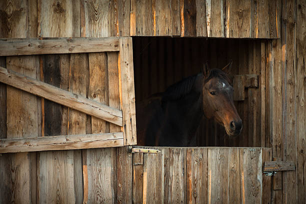 istock Horse in a stable 502994320
