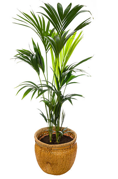 Kentia Palm Tree stock photo