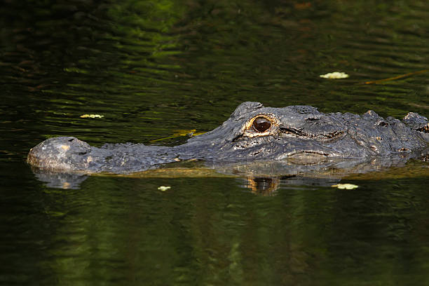 istock American alligator (Alligator mississippiensis) in Everglades Na 502994423