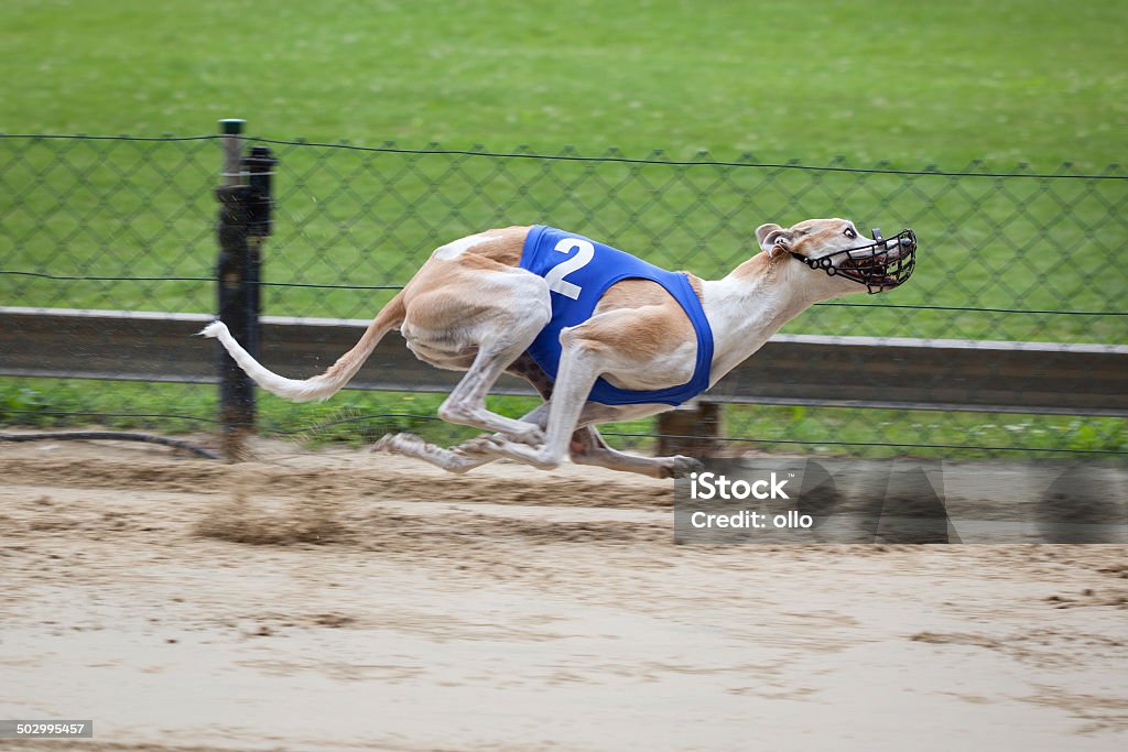 De carreras de perros - Foto de stock de Carreras de galgos libre de derechos