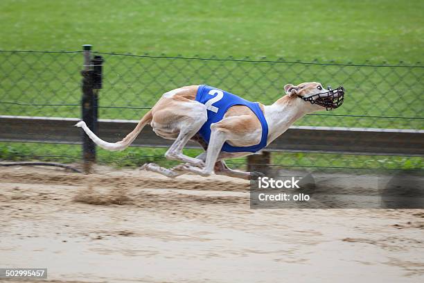 De Carreras De Perros Foto de stock y más banco de imágenes de Carreras de galgos - Carreras de galgos, Galgo inglés, Correr