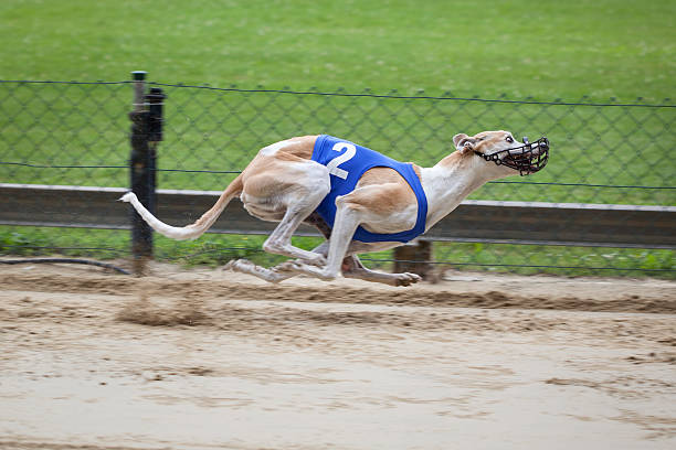 Greyhound on racetrack Greyhounds on racetrack. Traditional greyhound uniforms - no specific property traceable. Minor motion blur restraint muzzle photos stock pictures, royalty-free photos & images