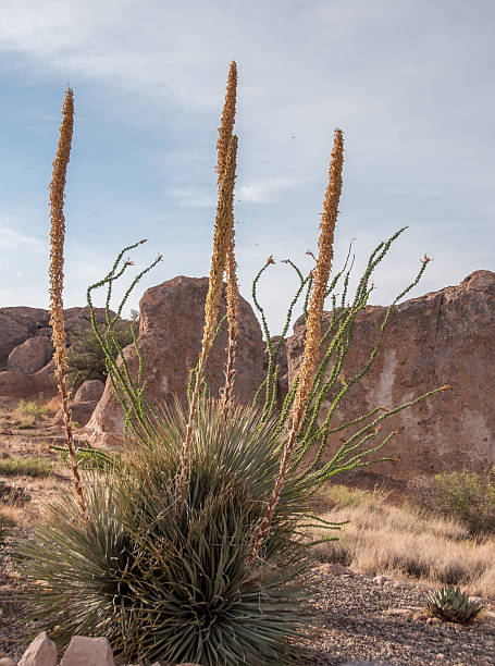 istock Yucca and Ocotillo at City of Rocks 502995635
