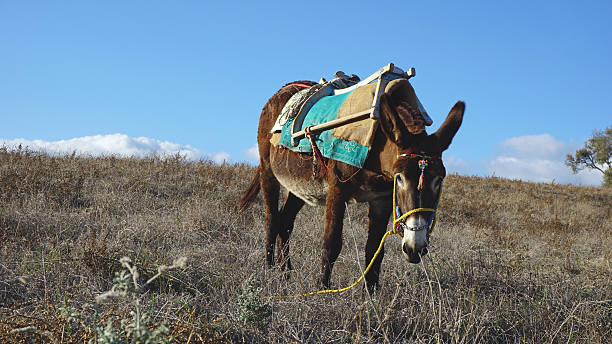 istock small traditional donkey on a field in greece 502996174
