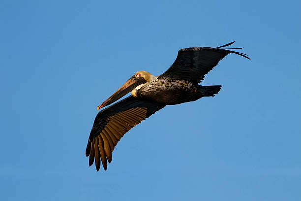 istock Brown pelican flying in blue sky 502996229
