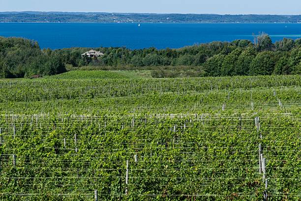 istock Michigan Vineyard on Old Mission Peninsula 502996328