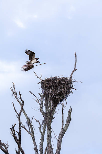 istock Osprey in Flying on Witches Broom 502996422