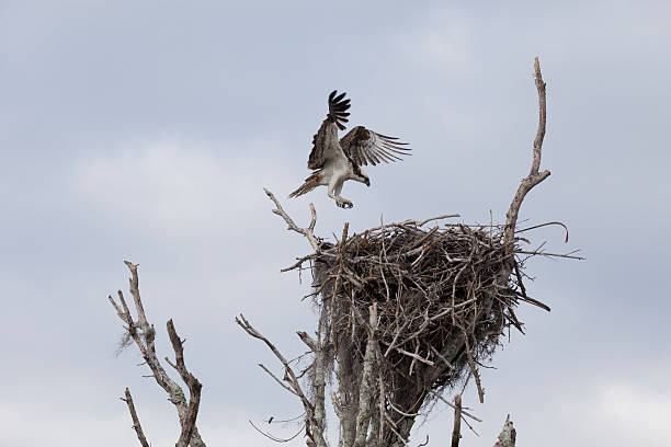 istock Osprey in flight, returning to the nest, 502996594