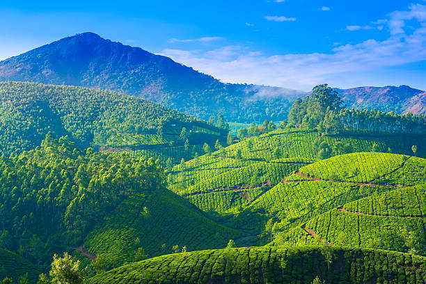 bela paisagem das plantações de chá na índia, kerala - munnar imagens e fotografias de stock