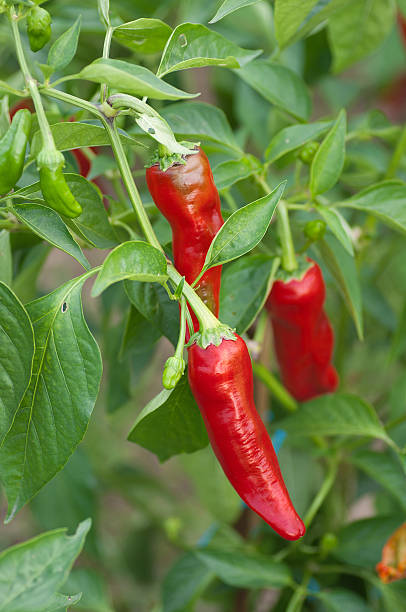 Red peppers hanging on the plant stock photo