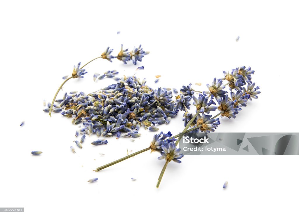 dry lavender dry lavender isolated on white background Aromatherapy Stock Photo