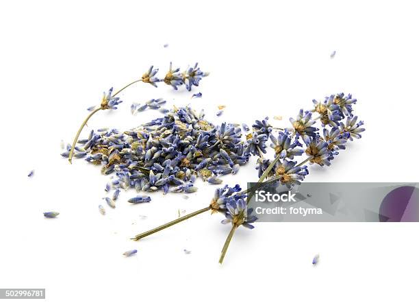 Dry Lavender Stock Photo - Download Image Now - Aromatherapy, Blue, Bud