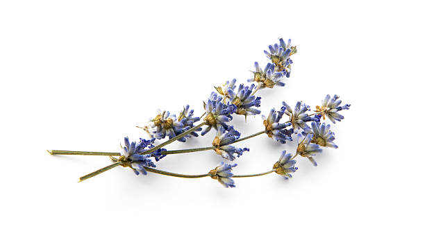 sec à la lavande - lavender spa treatment health spa flower photos et images de collection