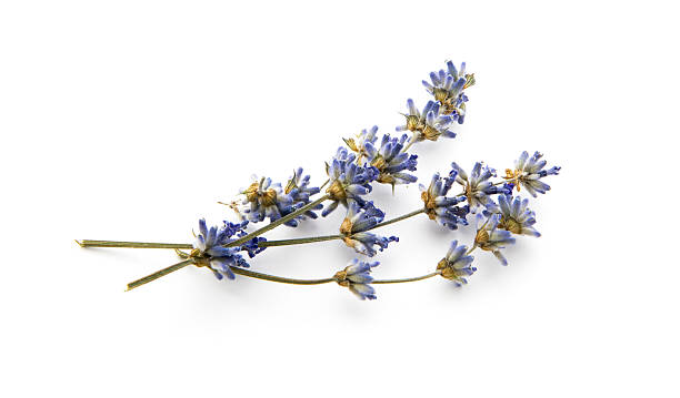 dry lavender dry lavender isolated on white background Dried Plant stock pictures, royalty-free photos & images