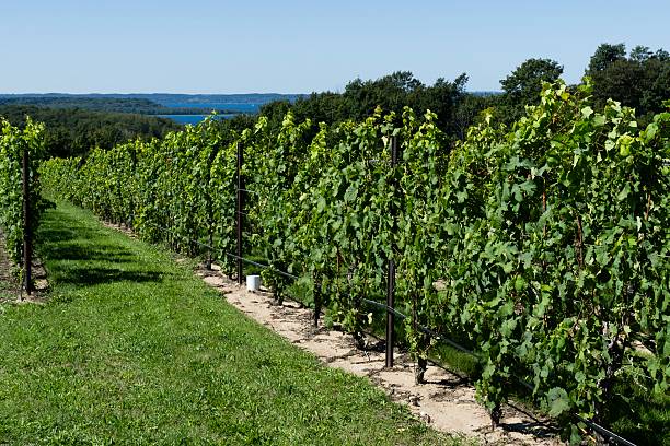 istock Michigan Vineyard on Old Mission Peninsula 502996844