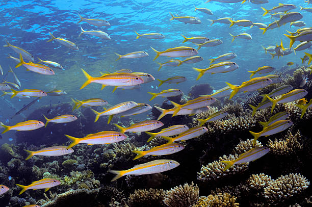 istock School of mullets fish (Mullus barbatus) – Red sea 502996994