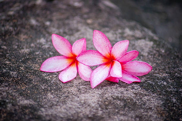 istock Plumeria flowers on stone 502997001
