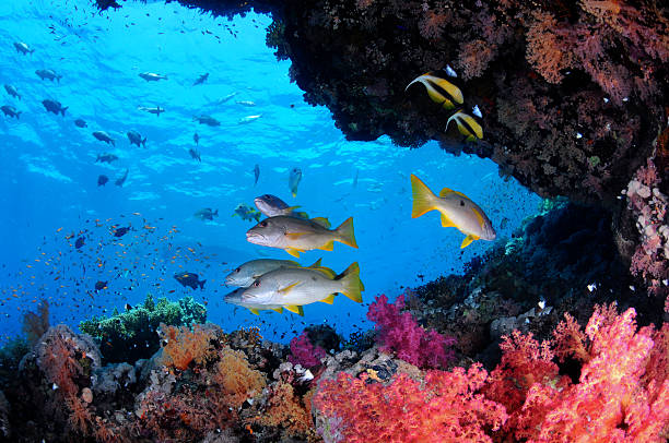 istock Tropical Coral Reef in the Sea 502997222