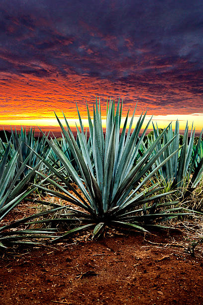 paisaje de tequila - guadalajara fotografías e imágenes de stock