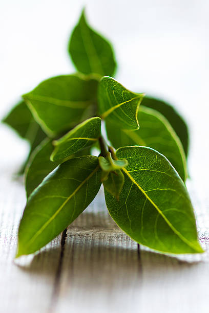 istock Laurel bay leaves on a wooden background 502997252
