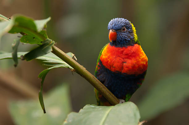 istock Lori parrot on a branch in a tree 502997340