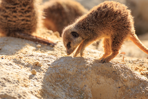 meerkat scratching the ground