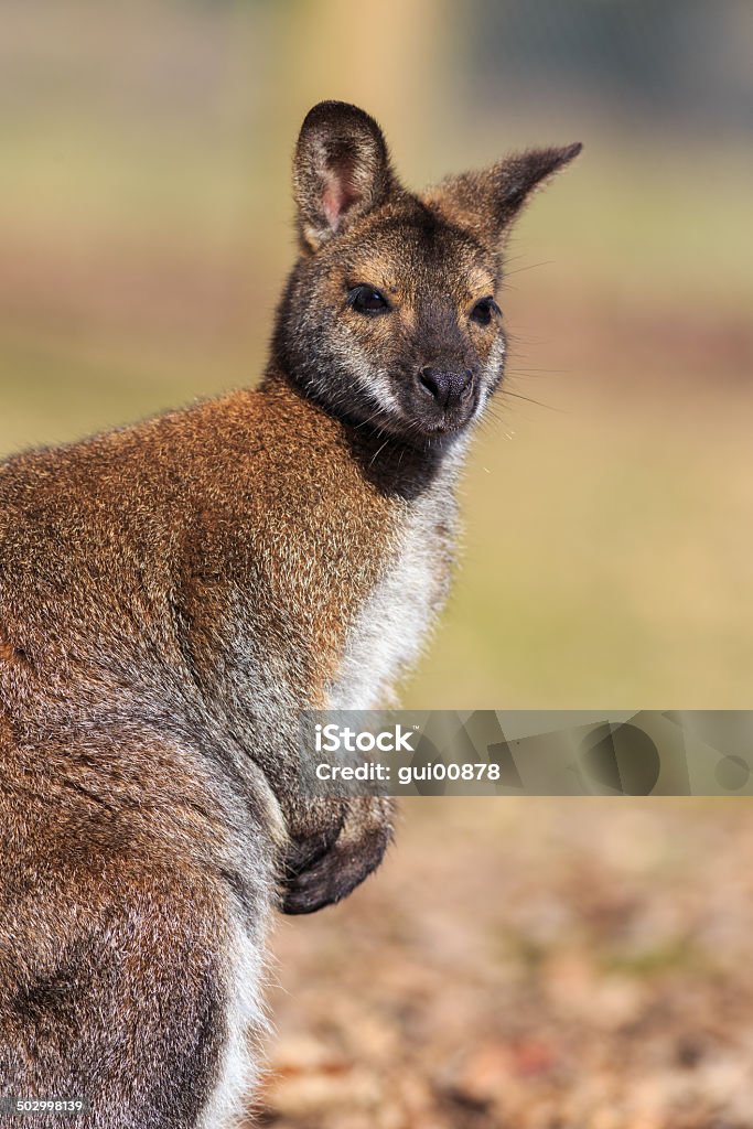 Wallaby Closeup of a Wallaby  Animal Stock Photo