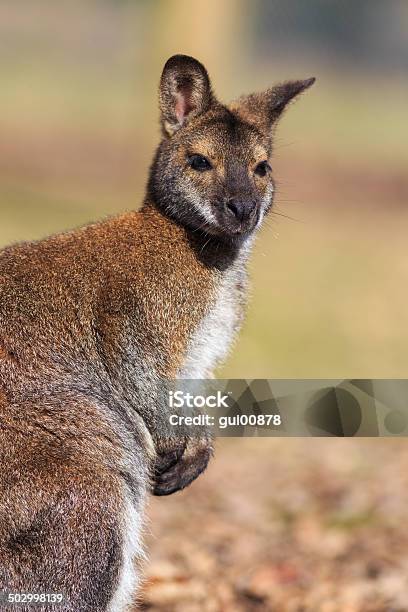 Walabia - zdjęcia stockowe i więcej obrazów Australia - Australia, Dzikie zwierzęta, Fotografika