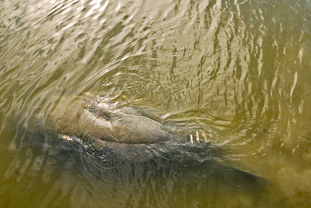 istock Propeller Scars on a West Indian Manatee 502999328