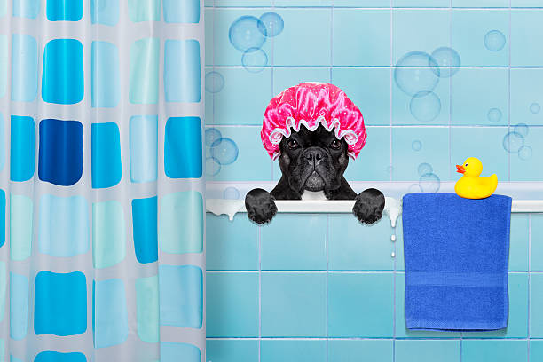 istock dog in shower 502999506