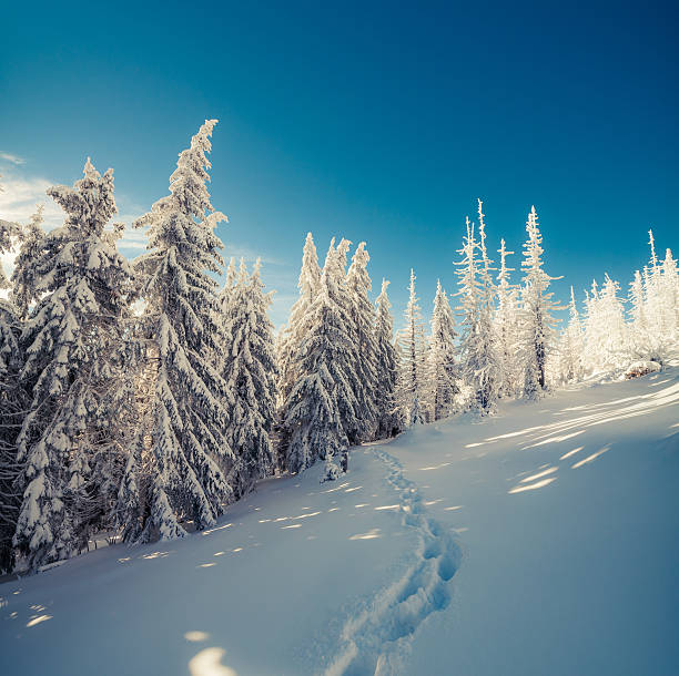 istock Winter fairytale scene in the mountain forest 502999662
