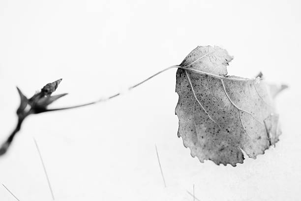 istock Nature Simplicity - Poplar Leaf in Snow 502999934
