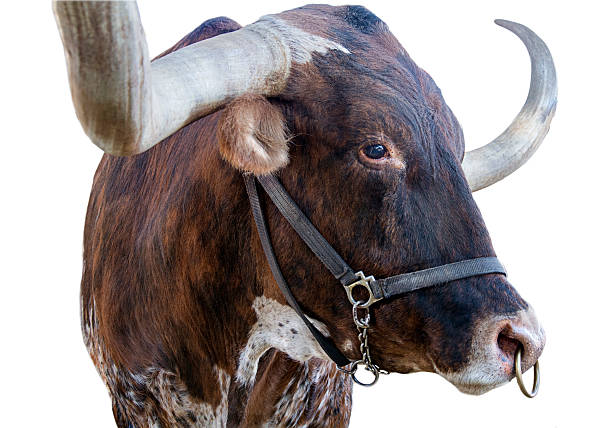 Isolated texas longhorn face and horns