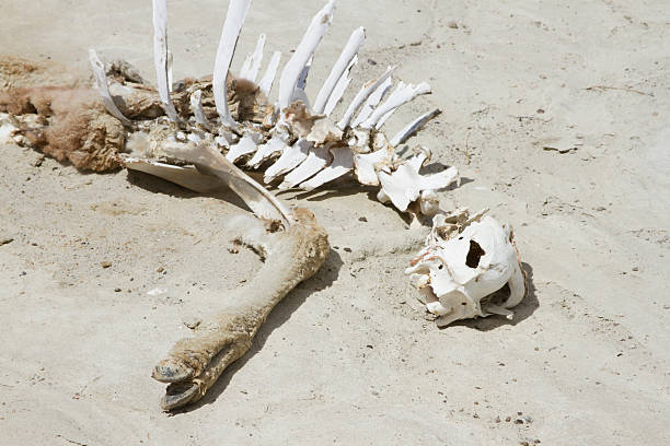 istock Skeleton of guanaco 503001230