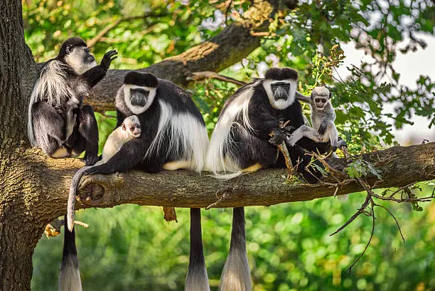 Troop of Mantled guereza monkeys (Colobus guereza) plays with two newborns