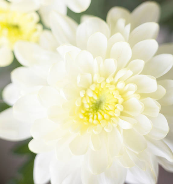 istock White chrysanthemum flowers 503002330