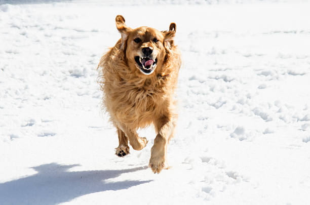 istock Golden retriever running in the snow 503002408