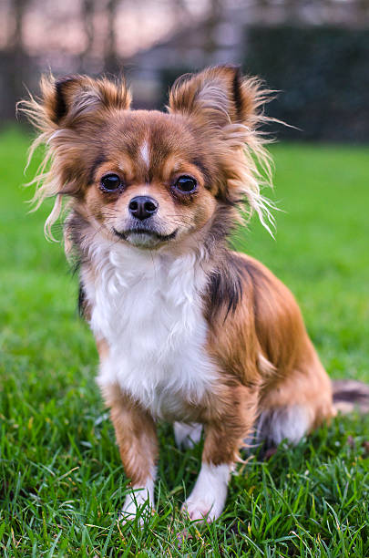 istock Long-haired chihuahua 503002462