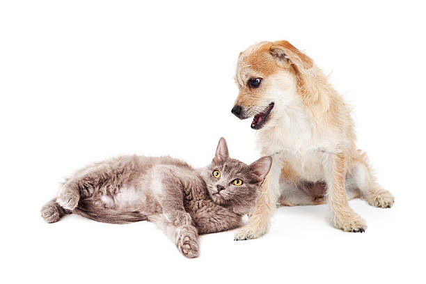 istock Cute Terrier Puppy and Kitten Together 503003692
