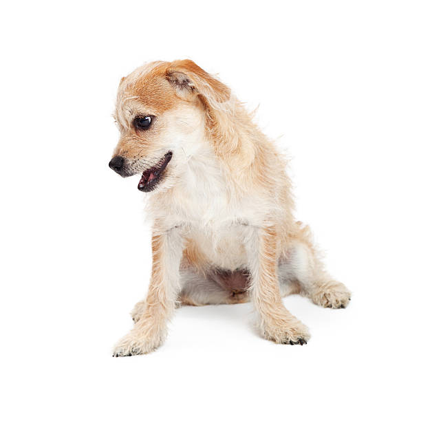 istock Cute Scruffy Terrier Dog Looking At Ground 503003694