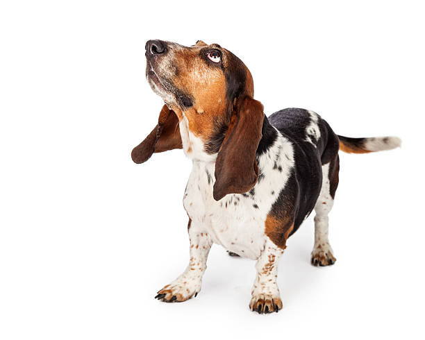 istock Curious Basset Hound Dog Looking Up 503003710