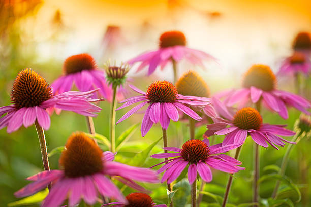 echinacea flowers stock photo