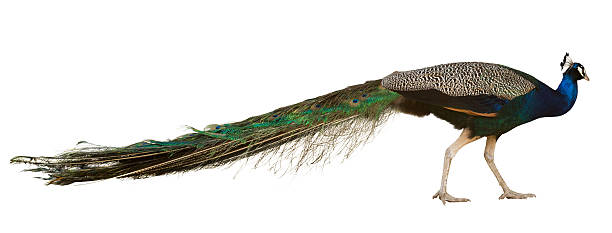 istock Male Indian Peafowl 503006363