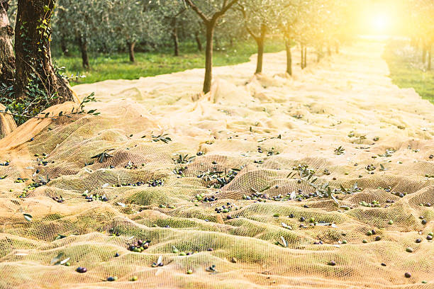 récolter nets dans un verger d'olives - sun sunlight italy florence italy photos et images de collection