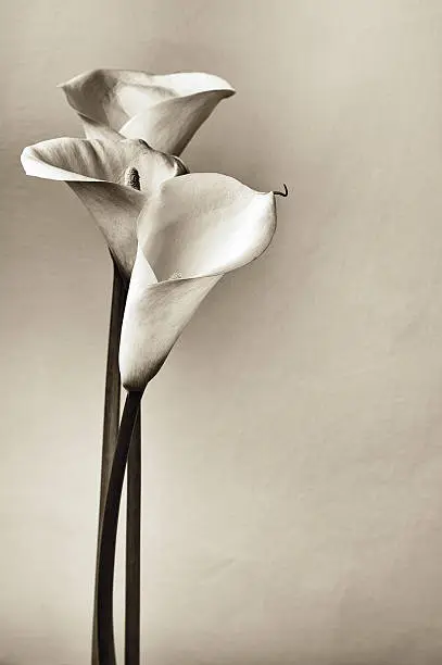 Bouquet of calla lilies. Monochrome image, film stilized, grained.