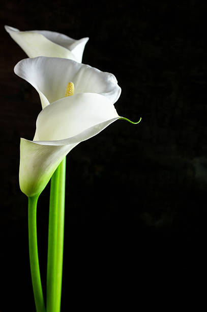 Calla lilies Bouquet of calla lilies on black background. calla lily stock pictures, royalty-free photos & images