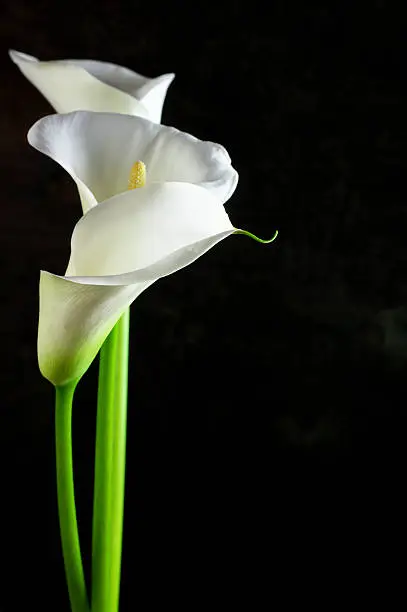 Bouquet of calla lilies on black background.