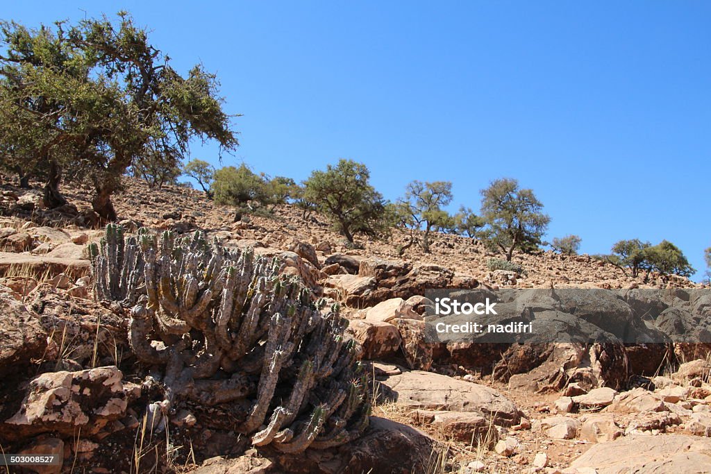 Cactus fruit - Lizenzfrei Abschied Stock-Foto