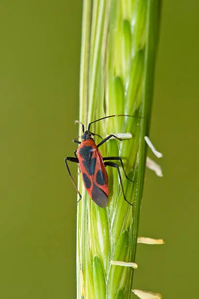  firebug, Pyrrhocoris apterus