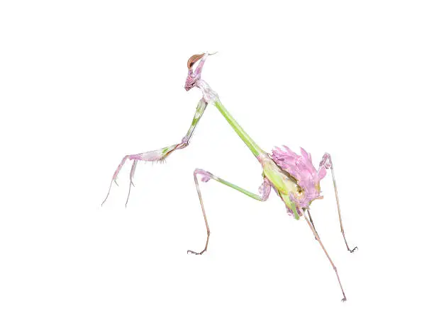 Photo of Raptorial insect mantis with spiked foreleg
